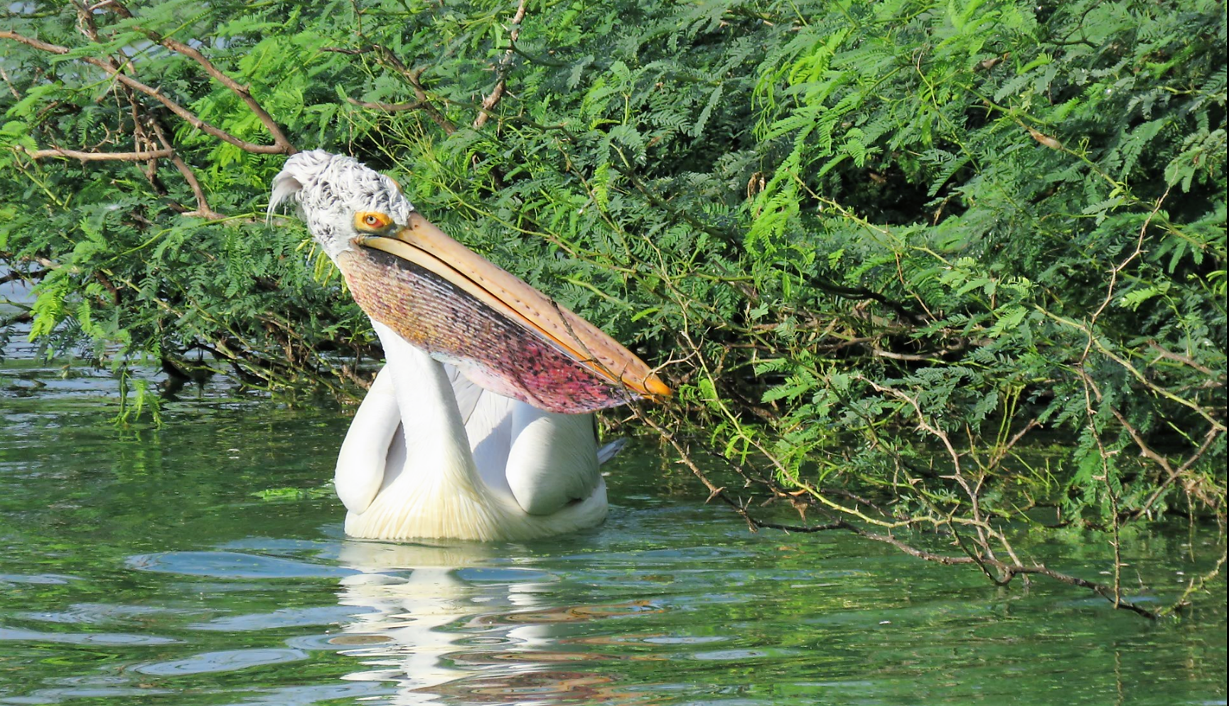 Uppalapadu Bird Sanctuary
