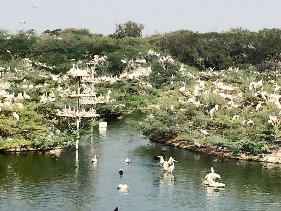 Uppalapadu Bird Sanctuary